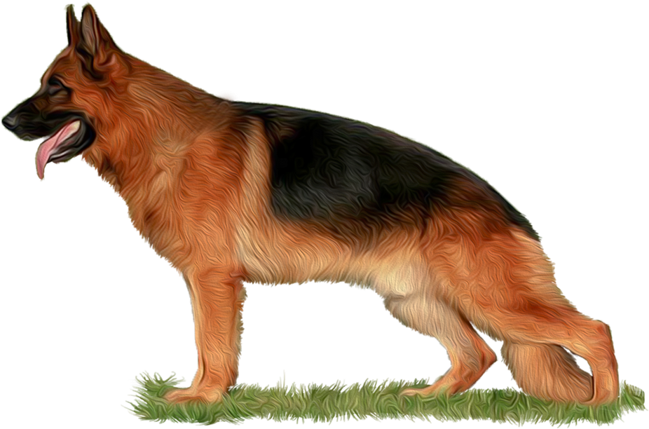 Png Freeuse Library The Home Of Babylonland Kennel - German Shepherd Hd Png Clipart (926x612), Png Download