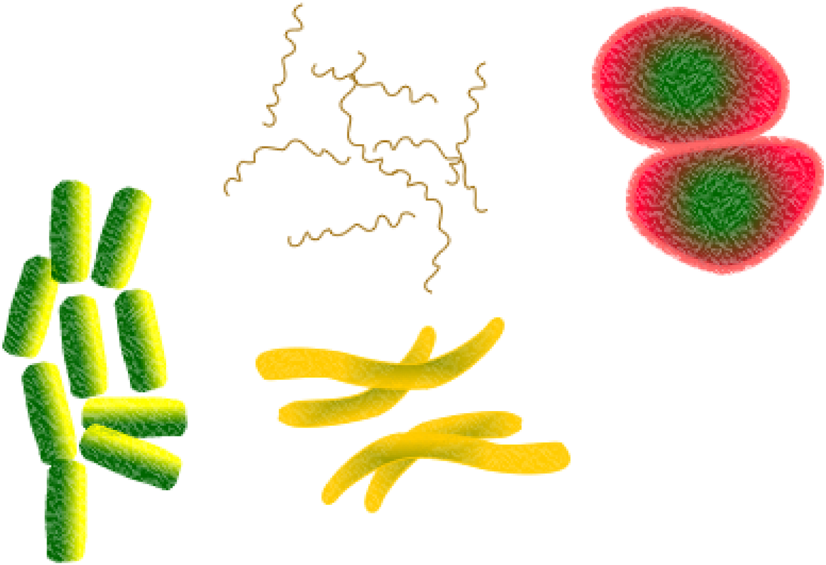 Bacteria Microbes Infection Png Image - Biotic Factors Clipart (1169x800), Png Download