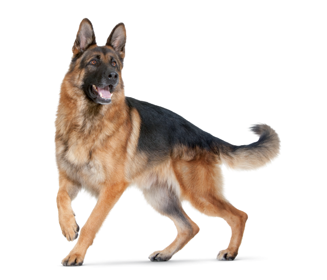 Large Dogs Need Special Nutrition That Fits Their Way - Jarman Safed Dog Png Clipart (640x548), Png Download