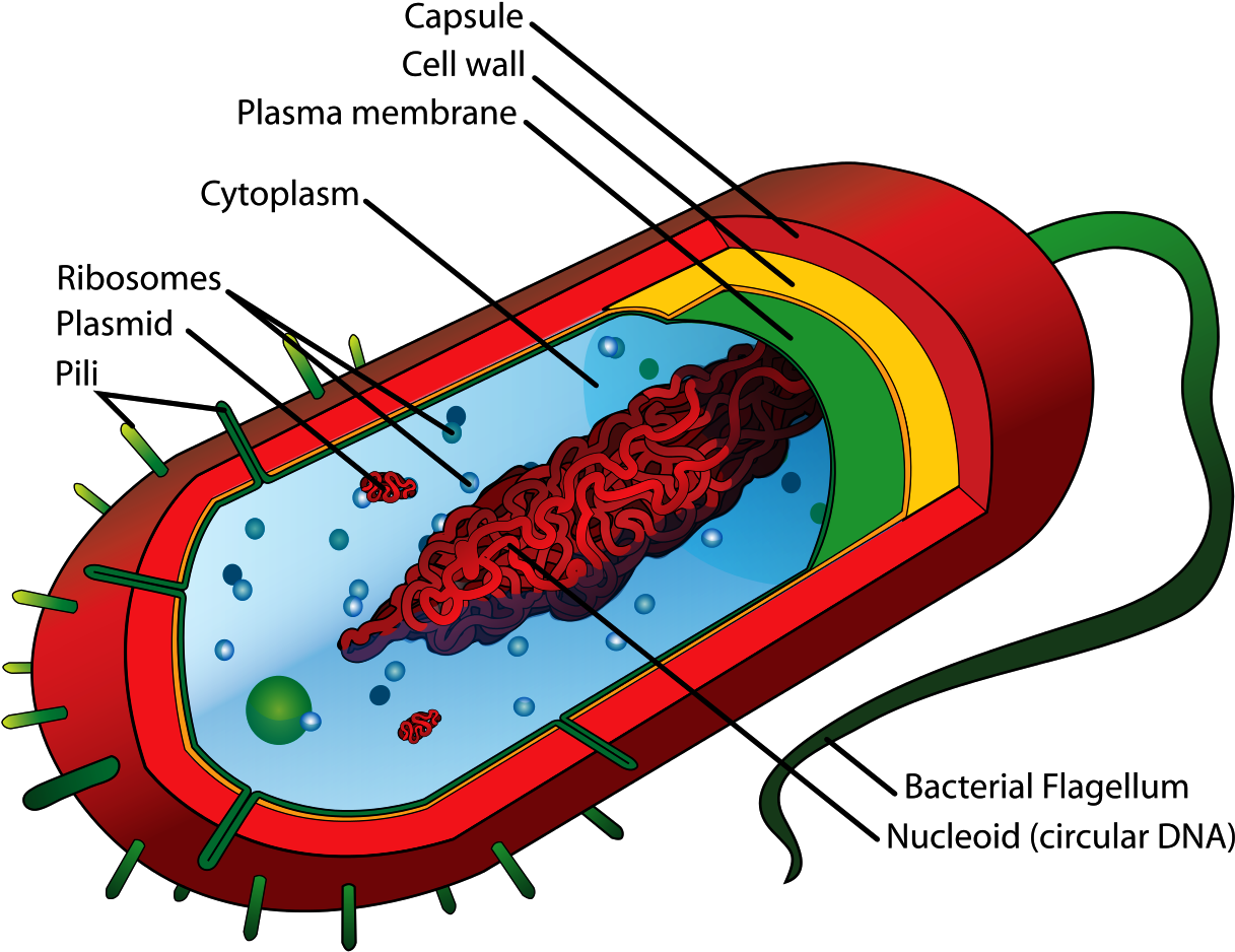 Bacteria Cell Structure - Prokaryotic Cell Diagram Clipart (1217x938), Png Download