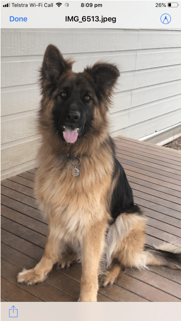 Donate To Petrescue - Old German Shepherd Dog Clipart (638x638), Png Download