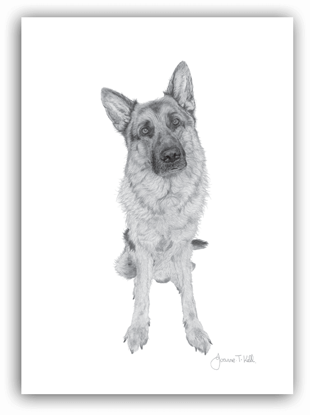 German Shepherd Greeting Card - Old German Shepherd Dog Clipart (609x816), Png Download