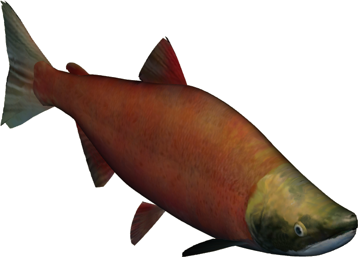 Zt2 Salmon , Png Download - Sockeye Salmon Clipart (709x510), Png Download