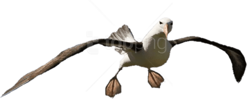 Free Png Download Albatross Open Feet Png Images Background - Albatross Eagle Clipart (850x638), Png Download