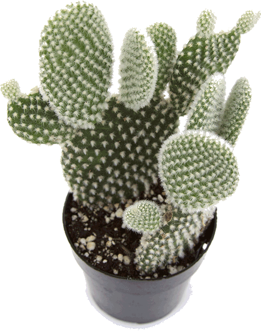 Opuntia 'angel Wing' - کمیاب ترین کاکتوس ها Clipart (509x645), Png Download