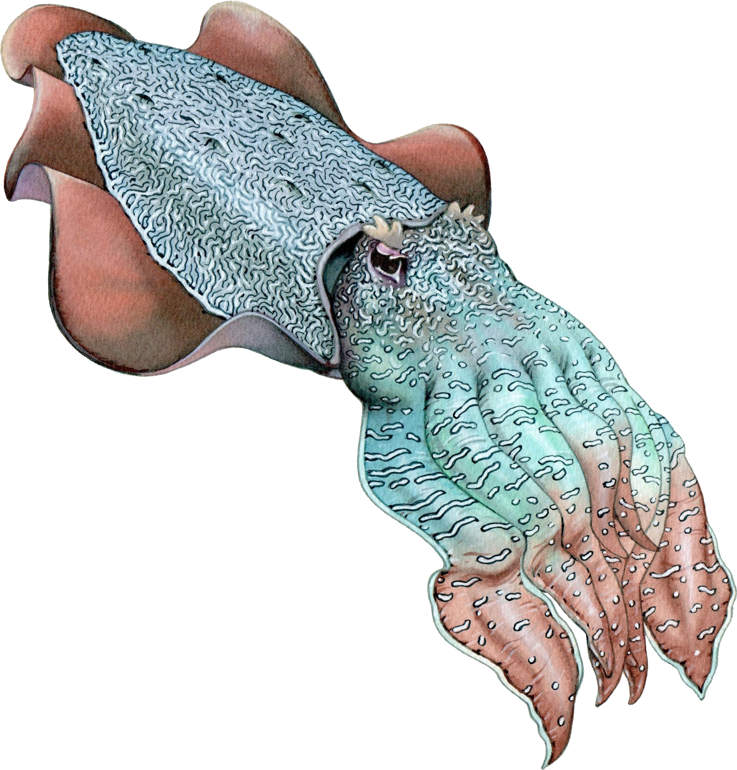 Southern Squid Sand Octopus Cuttlefish - Illustration Clipart (2558x2650), Png Download