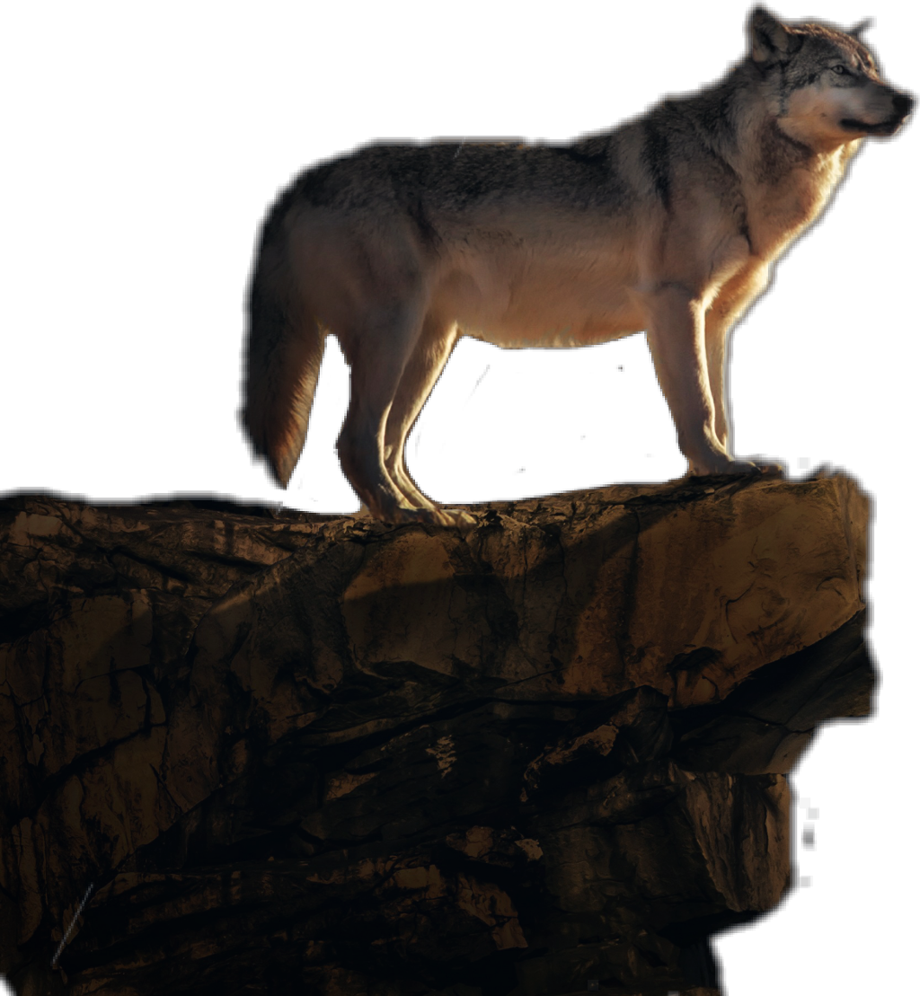 #wolf #cliff #wild #animal #jhyuri - Wolfdog Clipart (1024x1109), Png Download
