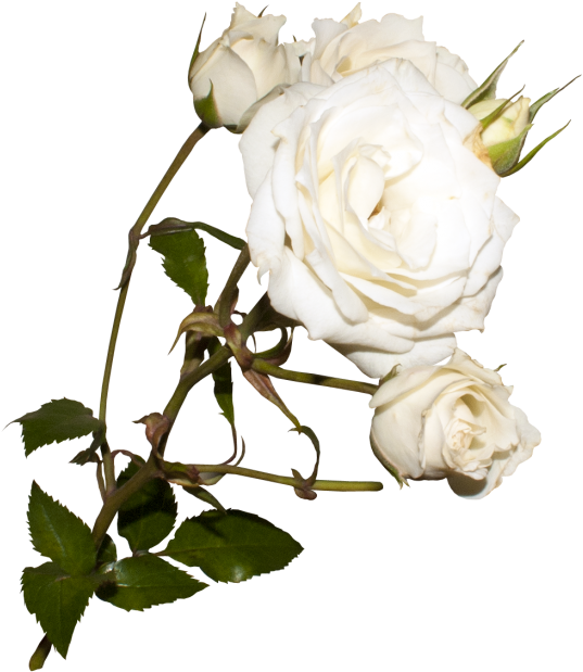 Download High Resolution Png - Floribunda Clipart (866x650), Png Download