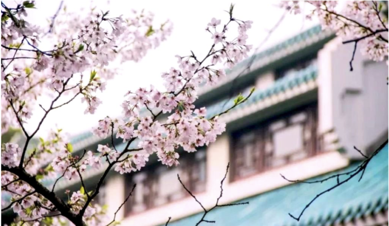 Wuhan University Cherry Blossom, China Cherry Blossom - Cherry Blossom Clipart (1024x463), Png Download
