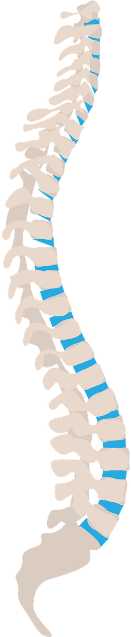 Spine Spine Side Health Side Png Image - Spinal Cord Injuries Clipart (640x1280), Png Download