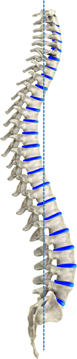 Ideal Spinal Model According To Harrison - Spine Png Clipart (460x1200), Png Download