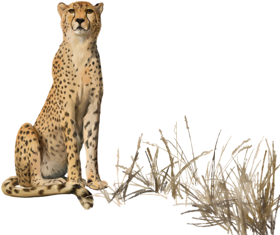 Cheetah Clipart (640x529), Png Download