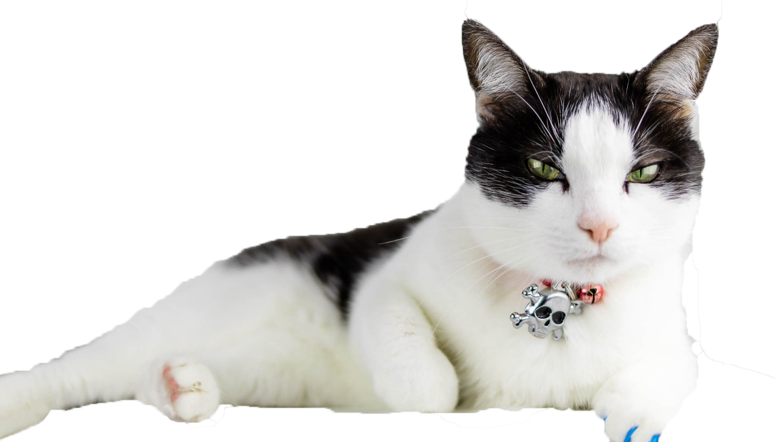Cats Png Free Download - Ziua Internationala A Pisicii Clipart (1600x911), Png Download