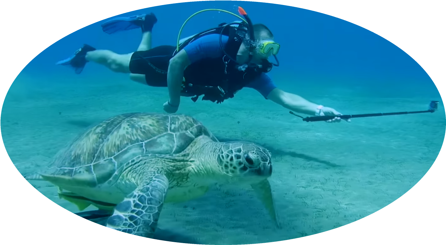 Why We Do This - Underwater Clipart (1428x798), Png Download