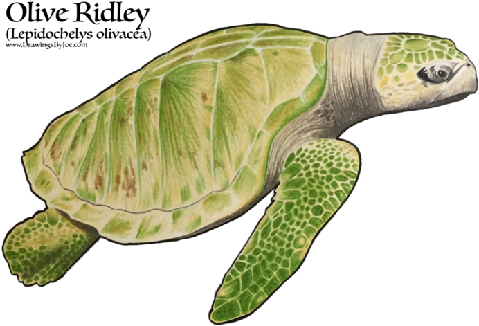 Amphibian Drawing Sea Turtle - Kemp's Ridley Sea Turtle Clipart (750x600), Png Download