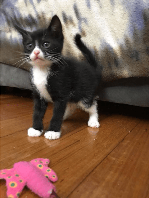 Photo Of Ak1991 Chucky - Kitten Clipart (638x638), Png Download