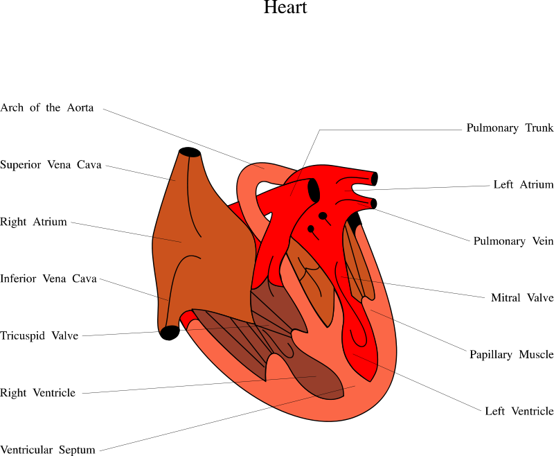 Medical Illustration Of A Human Heart - Heart Of Snake Diagram Clipart (800x658), Png Download