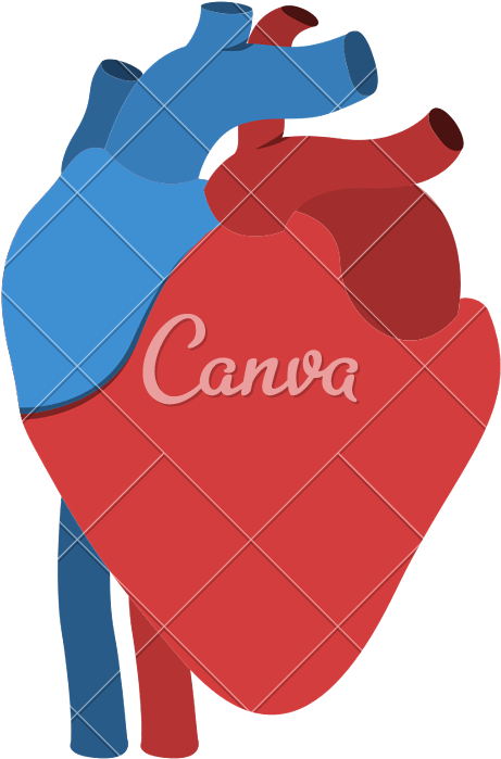Human Heart Anatomy Isolated Icon Design - Canva Clipart (461x699), Png Download