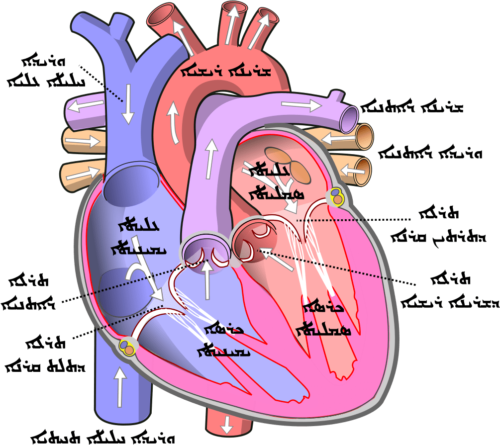 Parts Of Human Heart Clipart (1071x977), Png Download