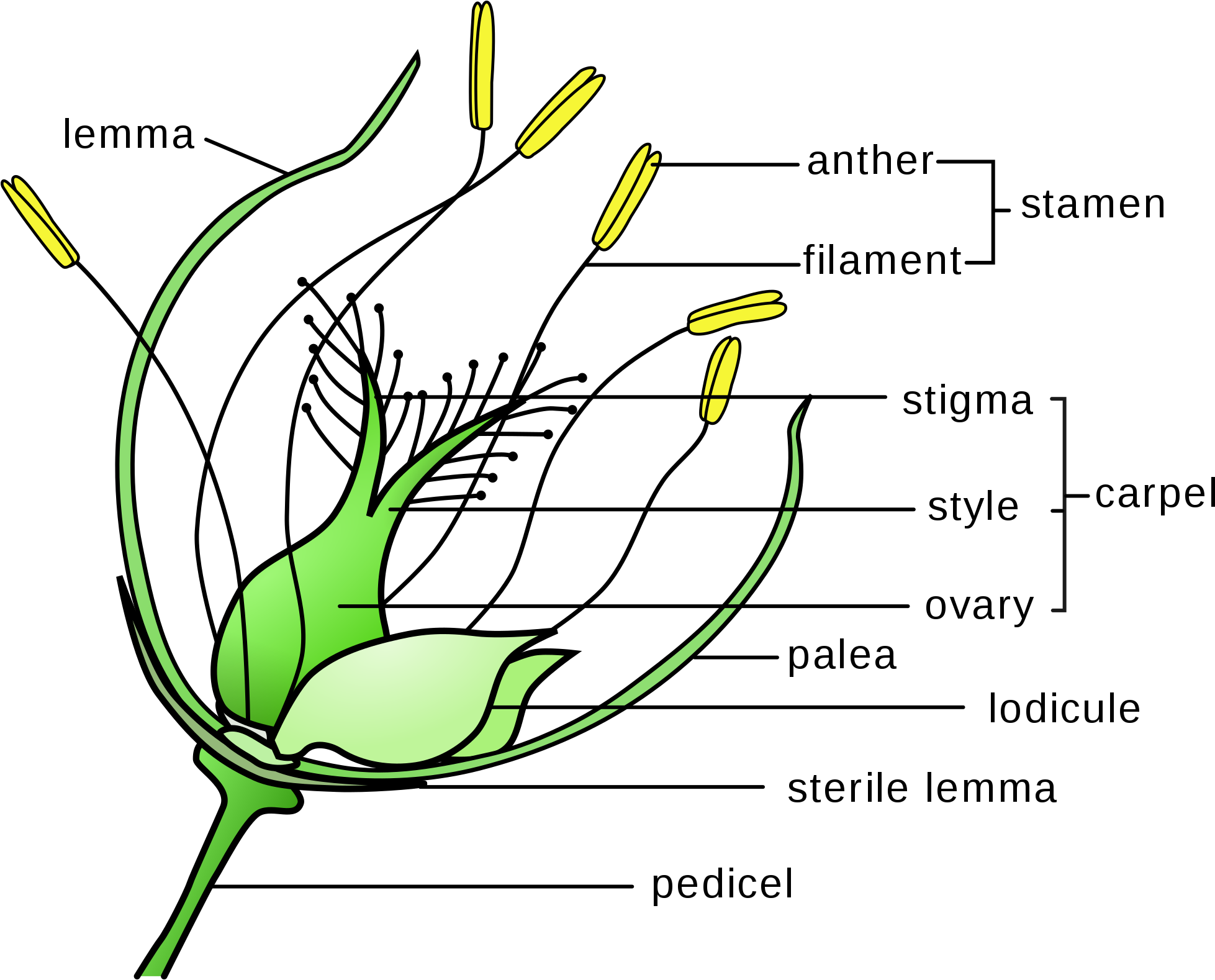 Banner Library Download Flower Wikipedia Grass With - Wind Pollinated Flower Diagram Clipart (1957x1578), Png Download