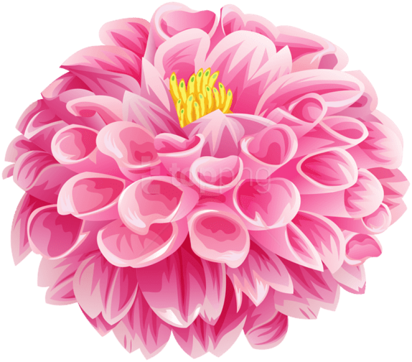 Free Png Download Pink Dahlia Flower Png Images Background - Common Zinnia Clipart (850x746), Png Download