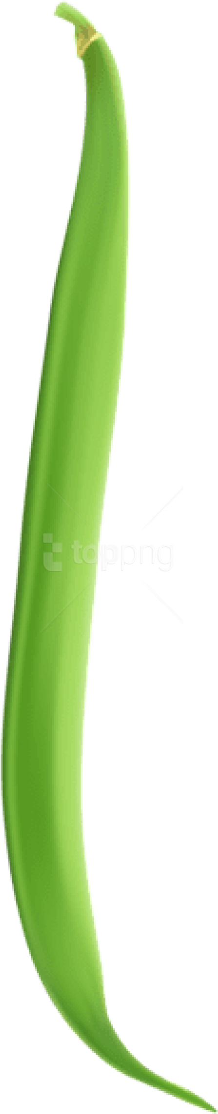 Free Png Download String Bean Png Images Background - Green Bean Clipart Transparent Png (480x2342), Png Download