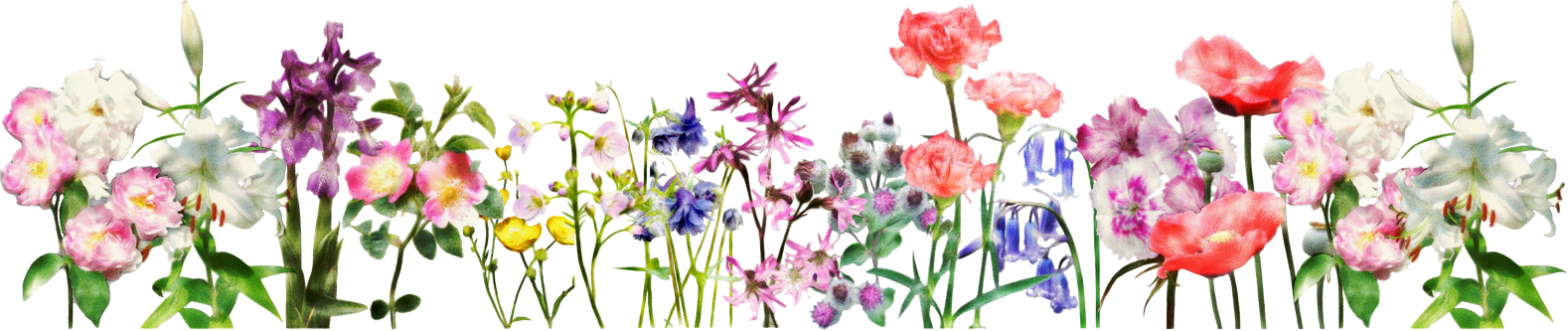 Spring Flowers Banner Png Clipart (1578x333), Png Download