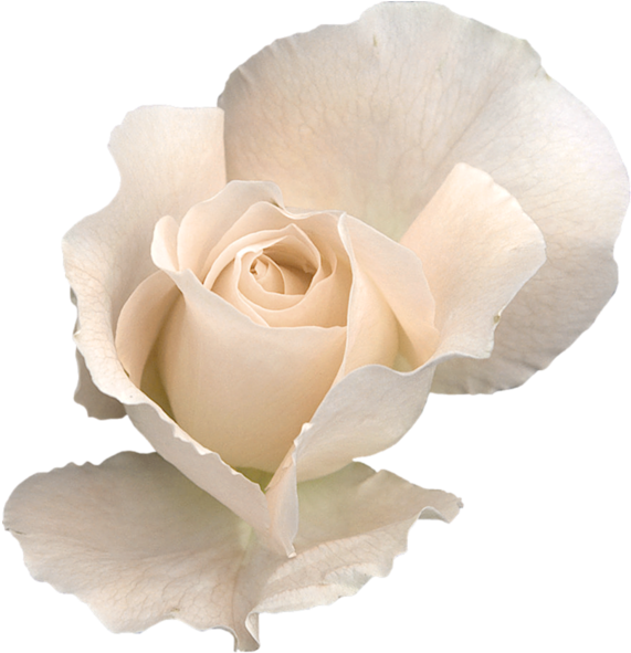 White Rose Png, White Roses, Transparent Flowers, Clipart - White Roses Transparent Background (592x600), Png Download