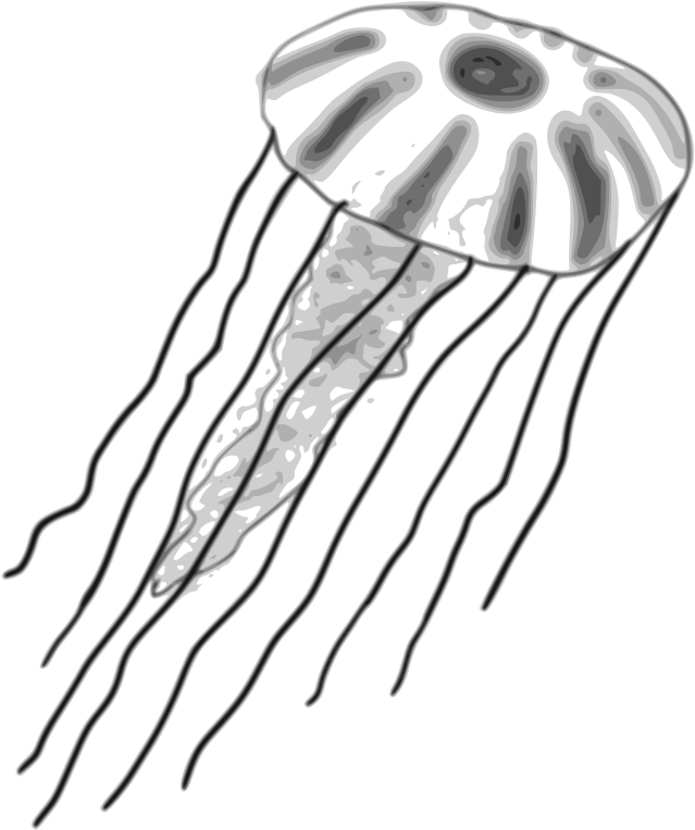 Watercolor Jellyfish Clipart Illustrations Creative - Box Jelly Fish Clip Art - Png Download (639x763), Png Download