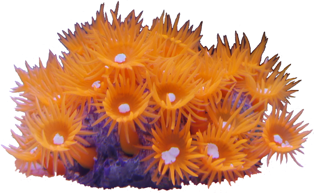 Sun Coral - Sunflower Clipart (1144x804), Png Download