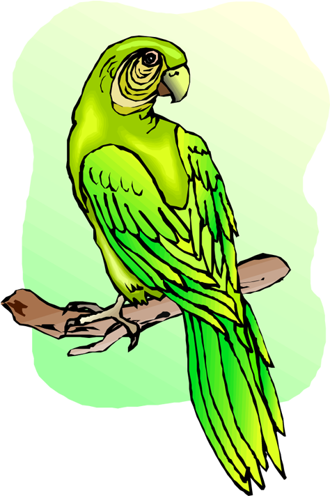 Free - Macaw Clipart (527x750), Png Download