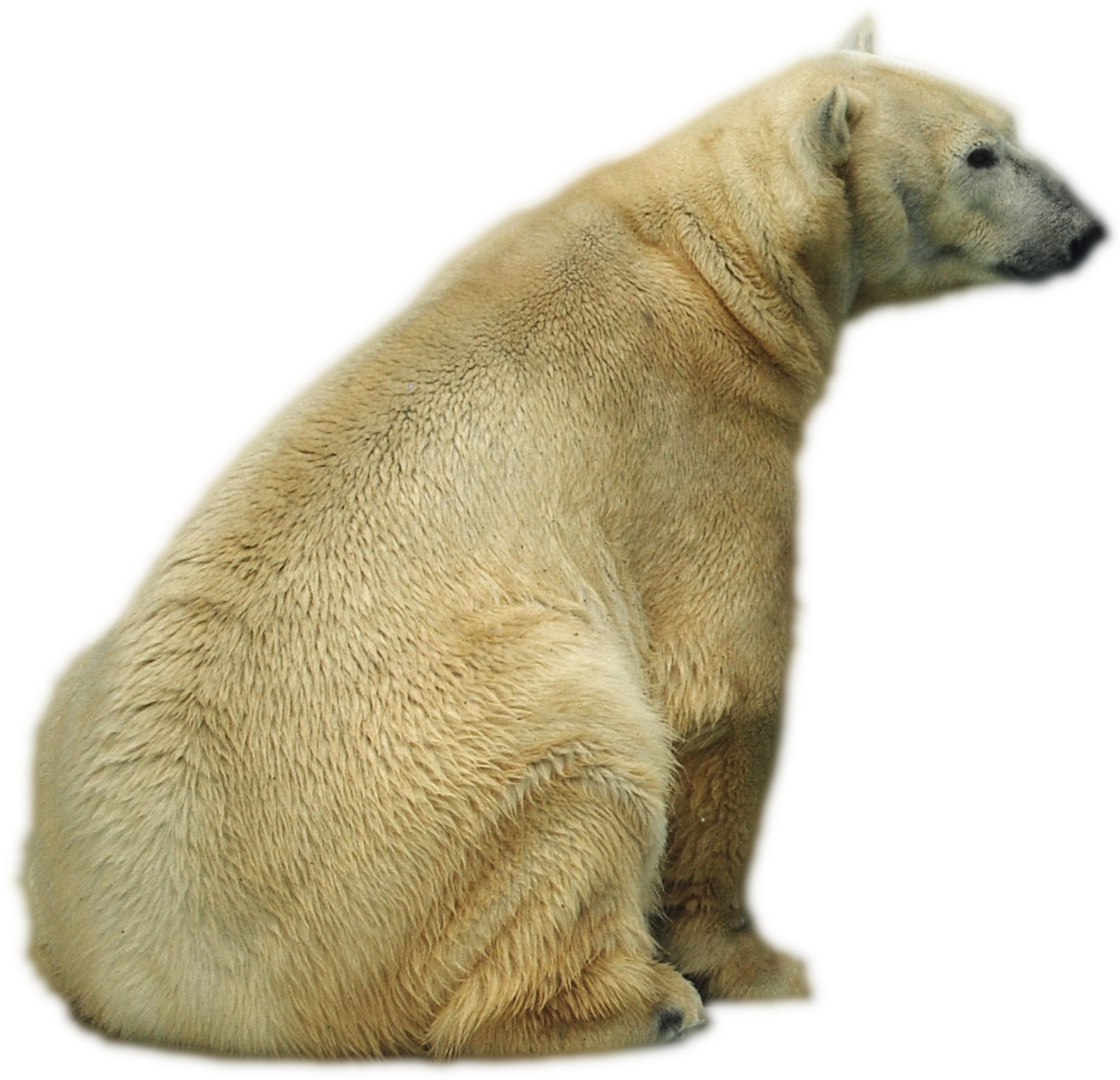 Polar Bear , Png Download - Polar Bear Clipart (1781x1718), Png Download