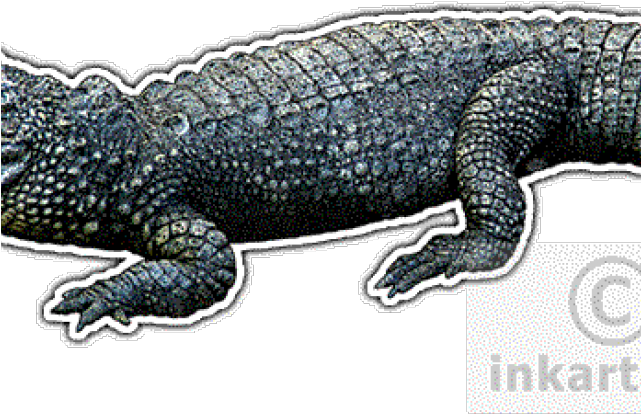 American Alligator Clipart (640x480), Png Download
