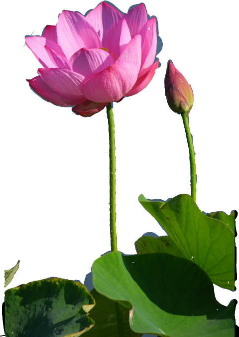 Sacred Lotus , Png Download - Sacred Lotus Clipart (480x675), Png Download