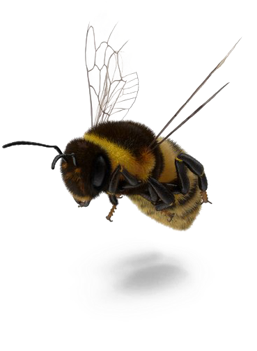 Fly Png Image Free Download - Bumblebee Clipart (600x600), Png Download