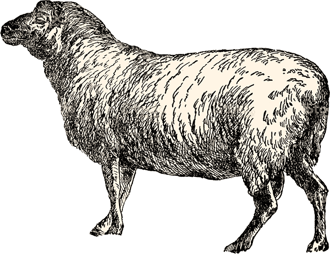 Sheep Clipart (650x500), Png Download