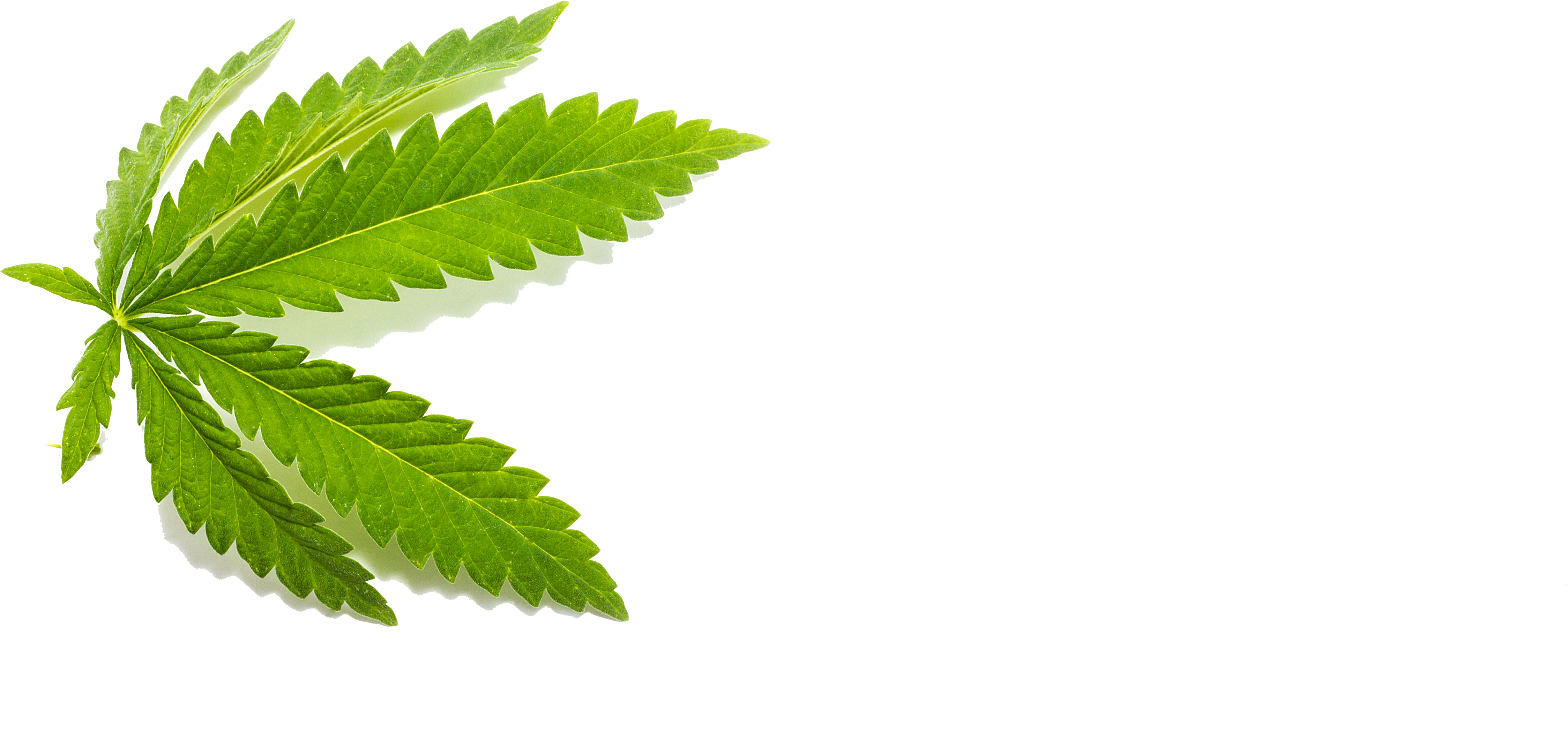 Herbaceous Plant Clipart (5184x3456), Png Download