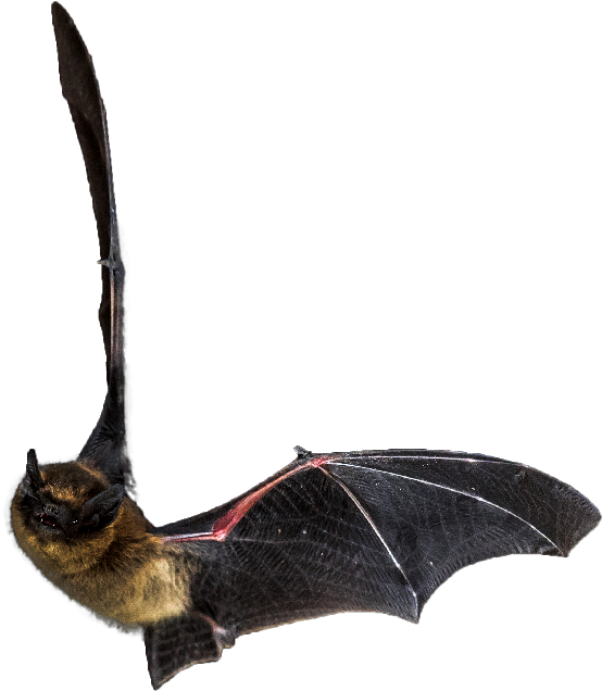 Flying Bat - Transparent Flying Bats Clipart (625x675), Png Download