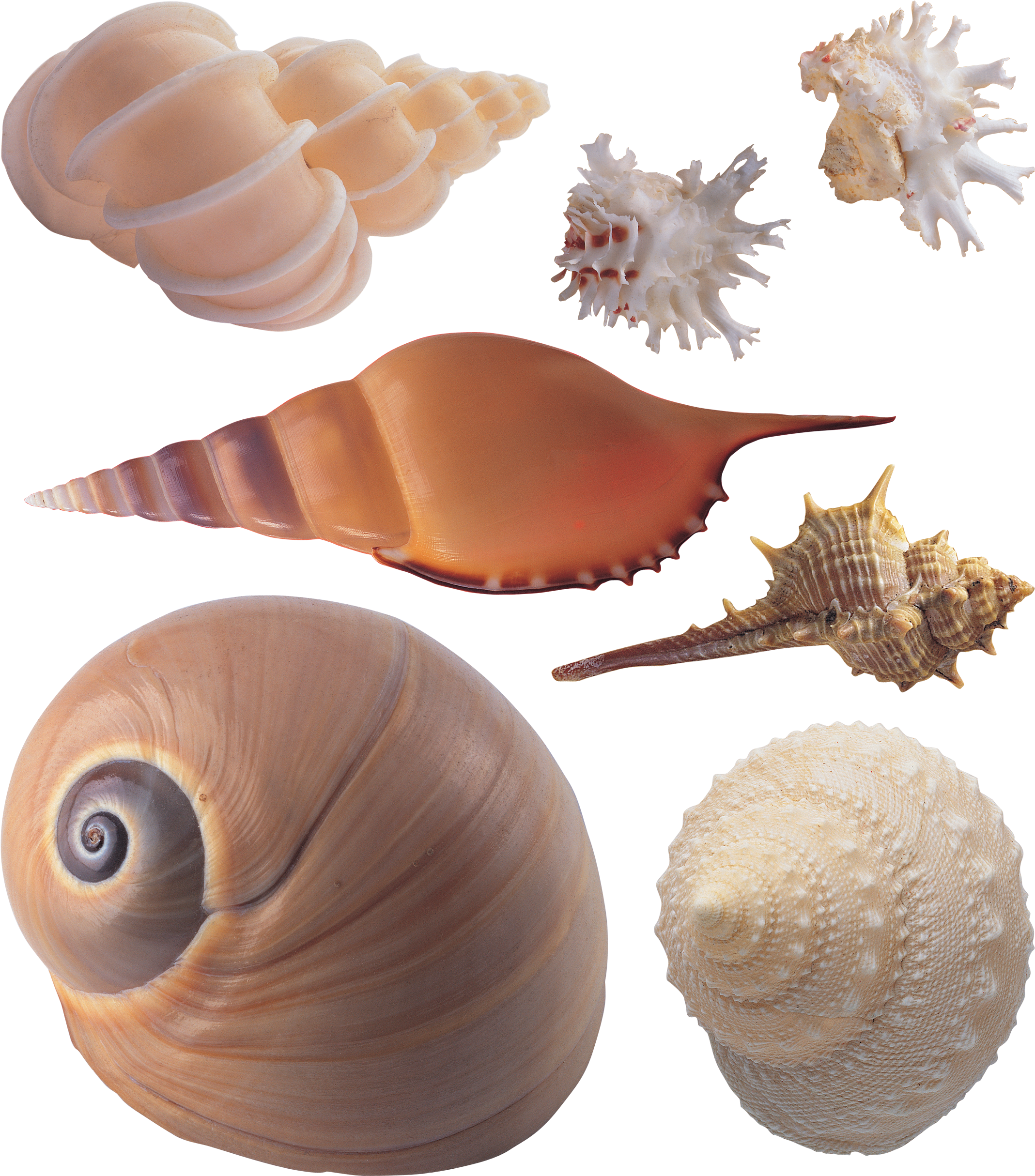 贝壳 图片 Clipart (2272x2600), Png Download