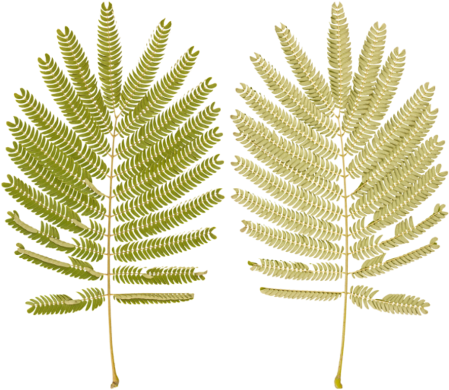 Fern Branch - Ostrich Fern Clipart (900x777), Png Download