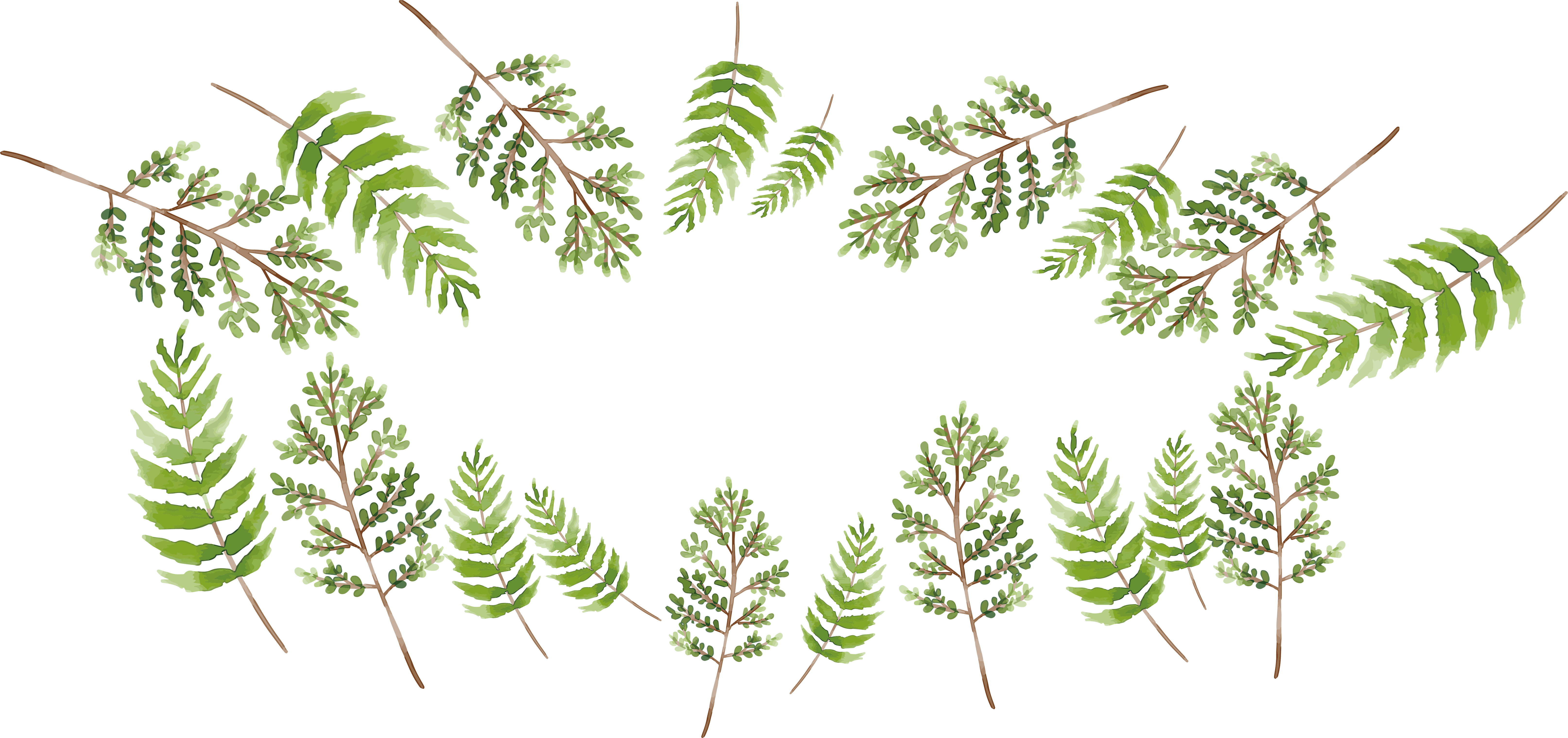 Branch Green Painting - Fern Clipart (6455x3039), Png Download