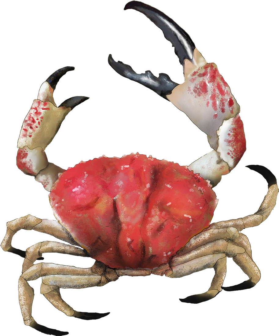 Crab Png Picture - Giant Crab South Australia Clipart (1000x1187), Png Download