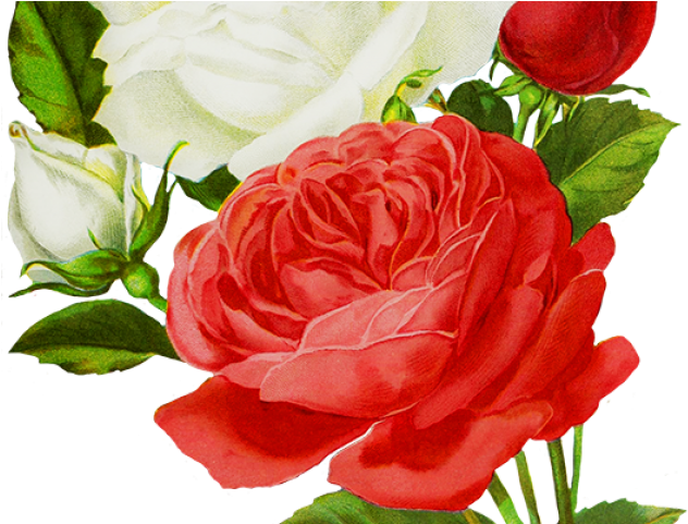 White Rose Png Transparent Images - Clip Art (640x480), Png Download