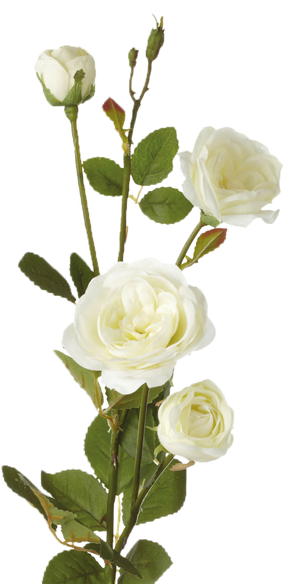 Single White Rose Flowers Clipart (1200x1200), Png Download