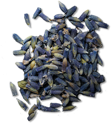 Sunflower Seed Clipart (614x614), Png Download