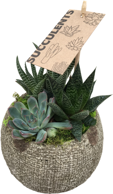 Small Succulent - Agave Clipart (600x674), Png Download