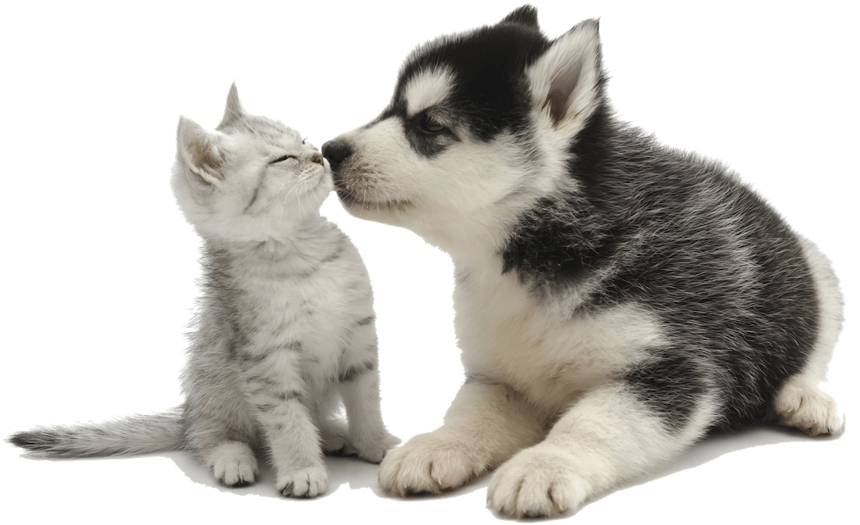 Puppy And Kitten Png - Animals With Clear Background Clipart (1280x862), Png Download