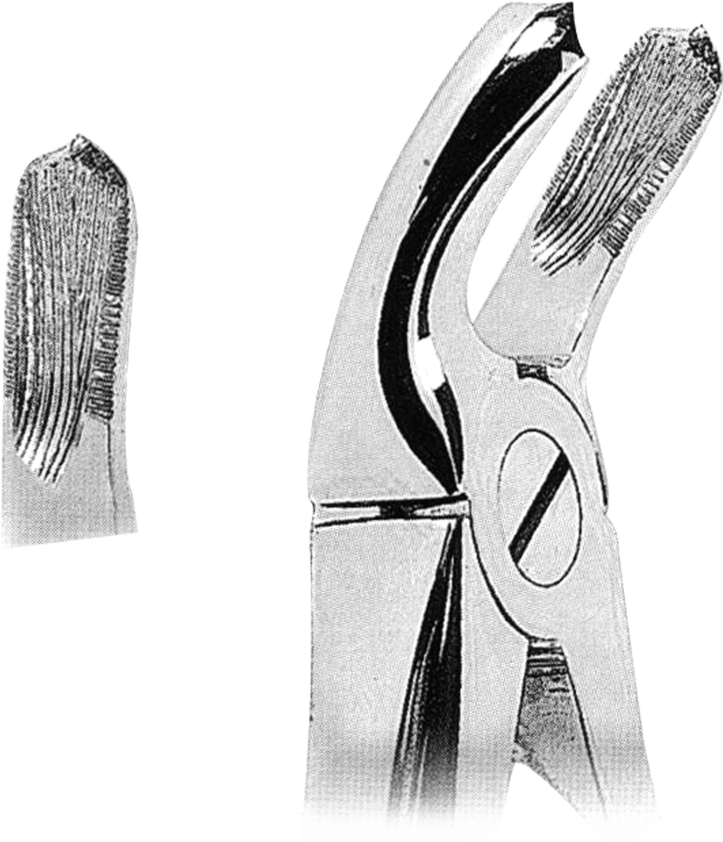 Ds1015 Fig, 20 Lower Third Molars - Sketch Clipart (1922x2000), Png Download