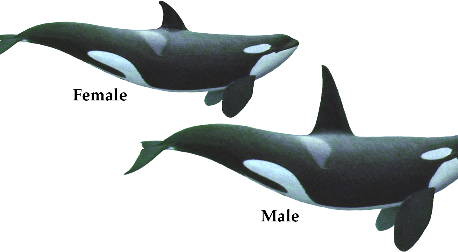 Couple Of Killer Whale Png Image Hd Wallpaper Download - Killer Whale Geometry Clipart (1600x955), Png Download