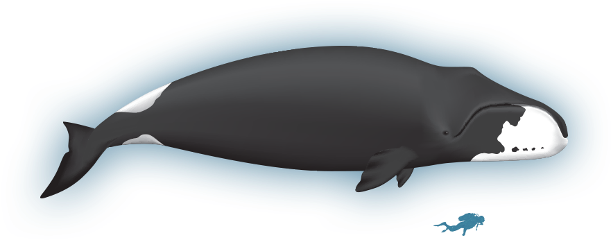 Wiki - Bowhead Whale - Whale Clipart (900x425), Png Download